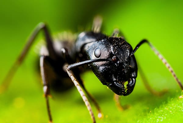 ant