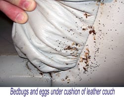 bed bug couch droppings