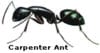 carpenter ant