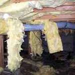 crawl space pest clean up before