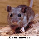 deer mouse