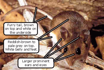 deer mouse characteristics