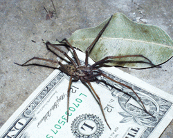 giant house spider size