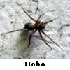 hobo spider
