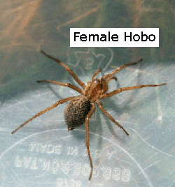 hobo spider texas hobo spider texas
