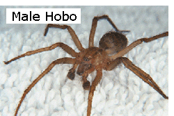 Hobo Spiders Pest Control Removal Exterminator Services