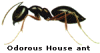 house ant