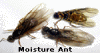 moisture ant