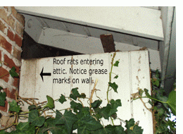 signs of roof rat