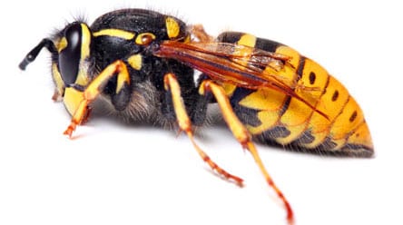 Yellow Jacket