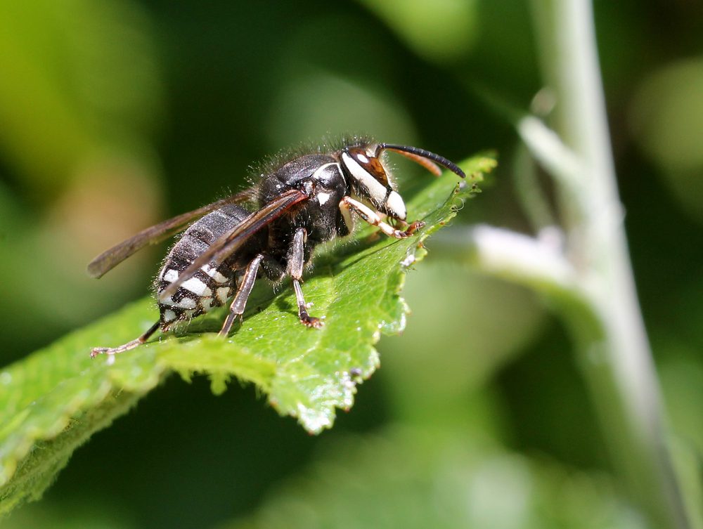 Bald-faced Hornet on a Leaf