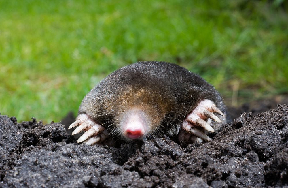 Mole in sand