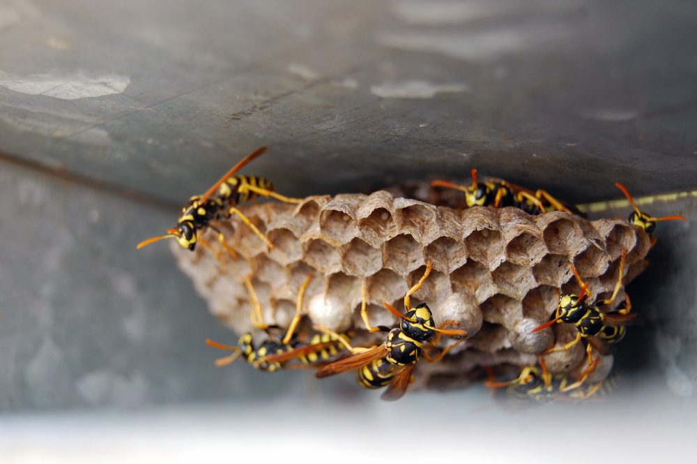 Wasp Nest