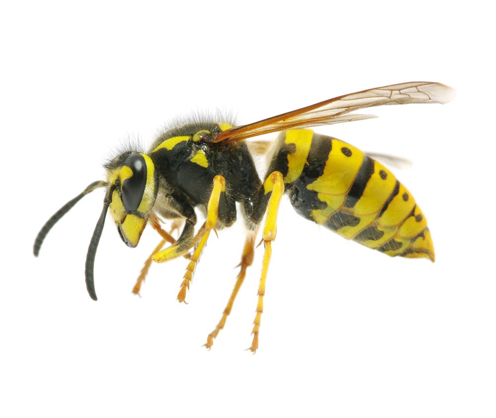 Wasp