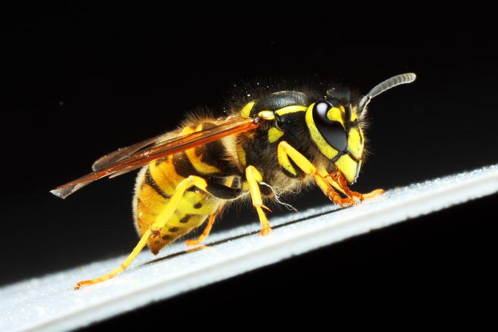 Yellow Jacket Close Up