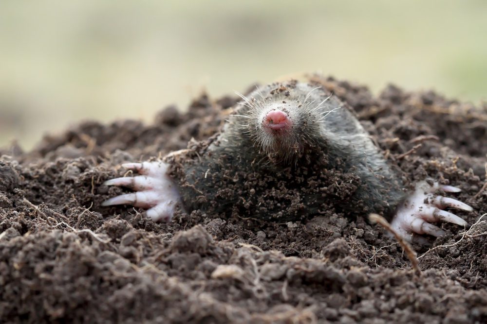 Mole (Talpa europaea)