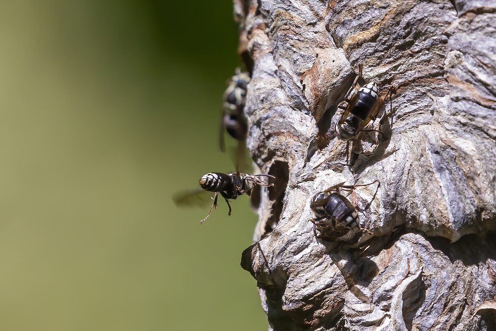 Hornets In Nest
