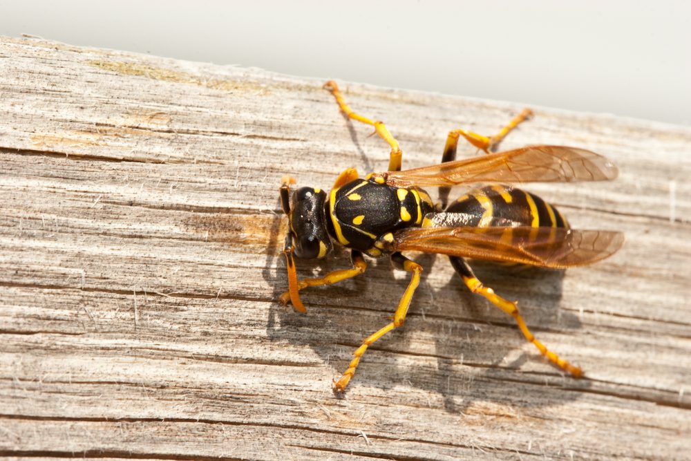 Yellow Jacket Wasp Chews Wood into Pulp