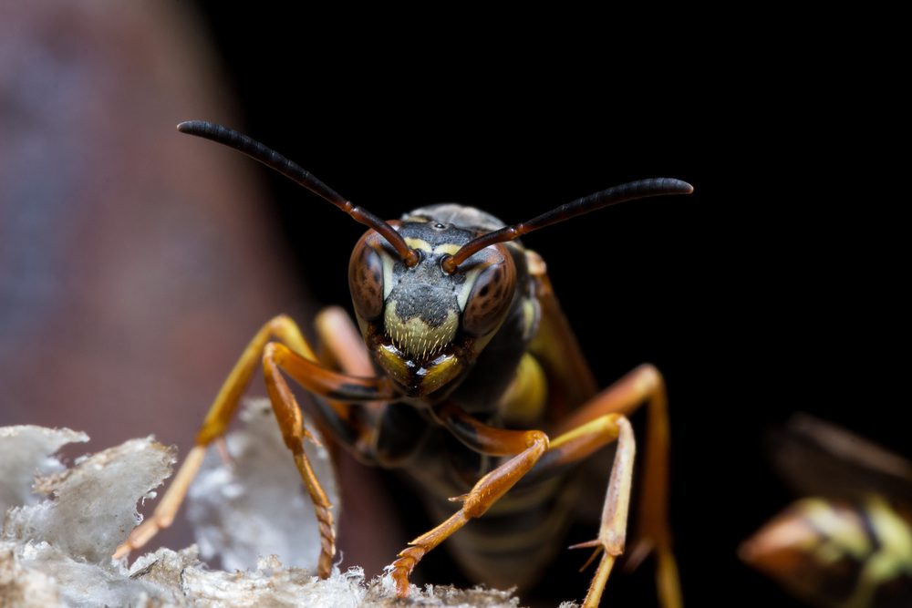 Paper Wasps Guard Nest