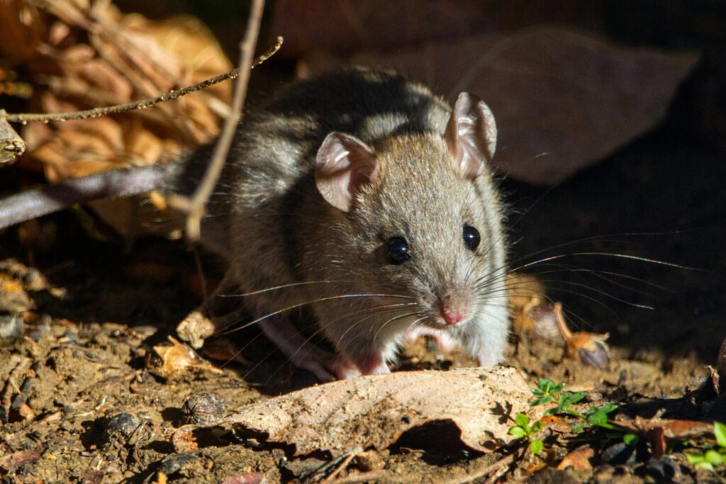 Roof Rat Eating