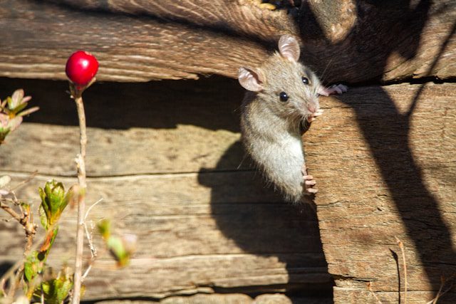 Mouse peaking out from wood slates