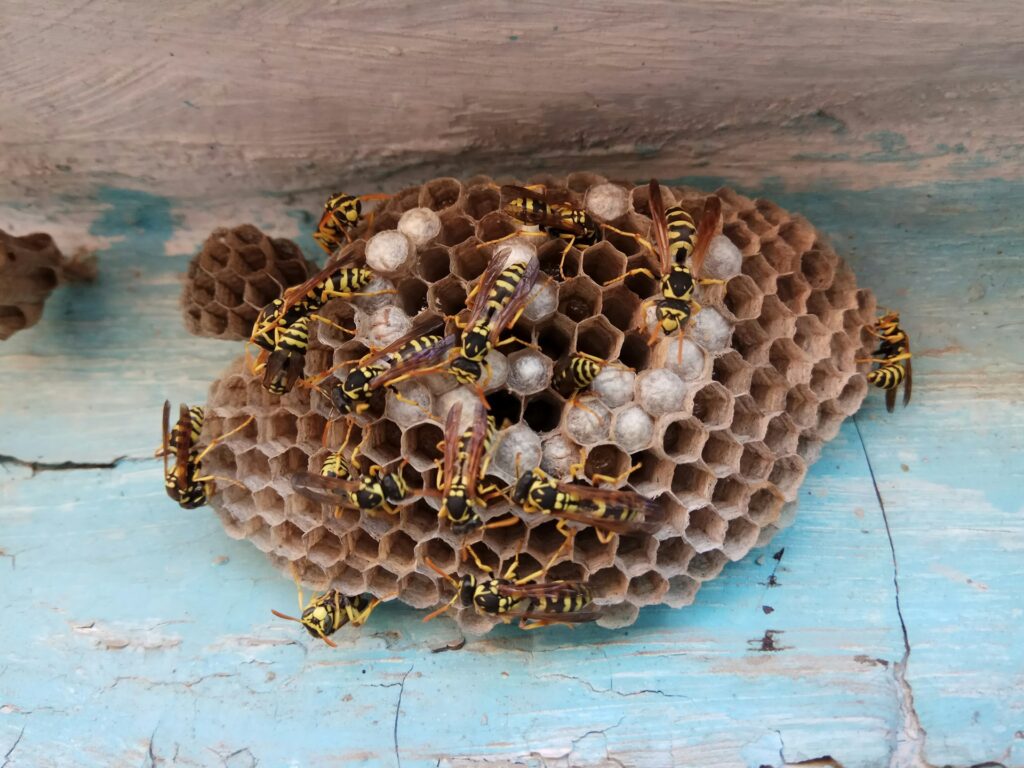 wasps nest under eave in seattle