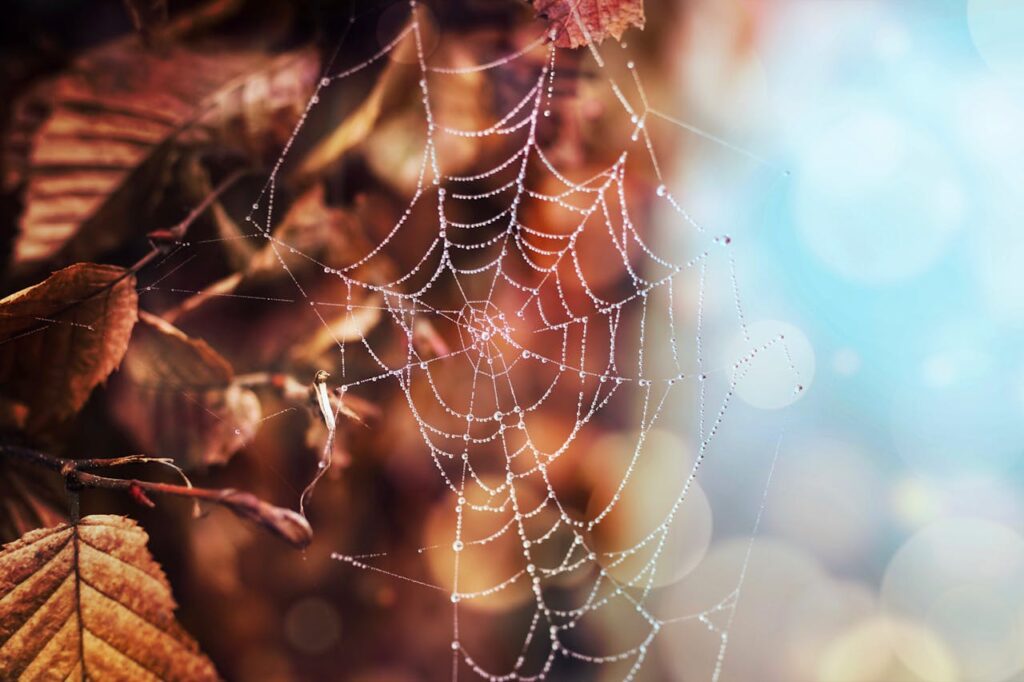 Spider web in the fall scenery