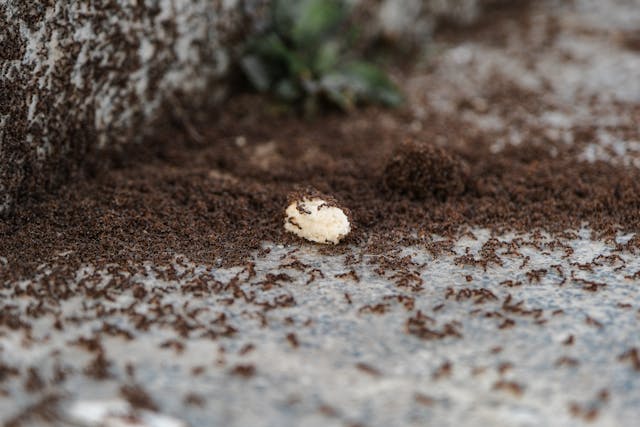 ants swarming food