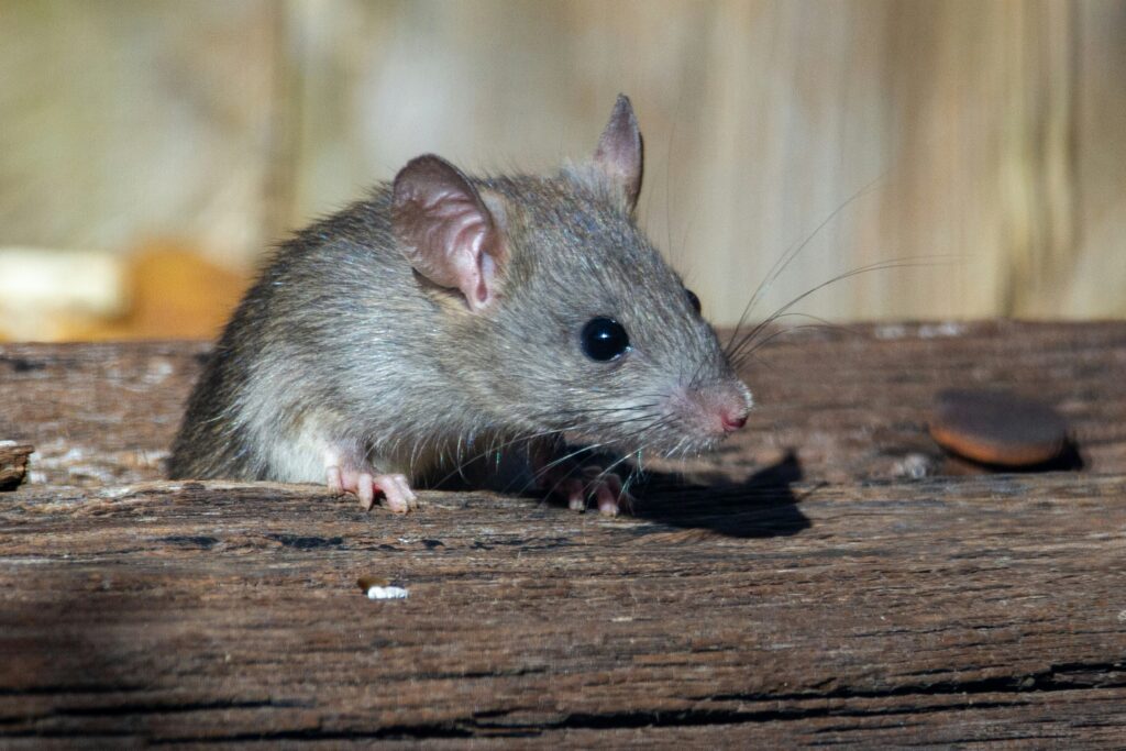 rodent