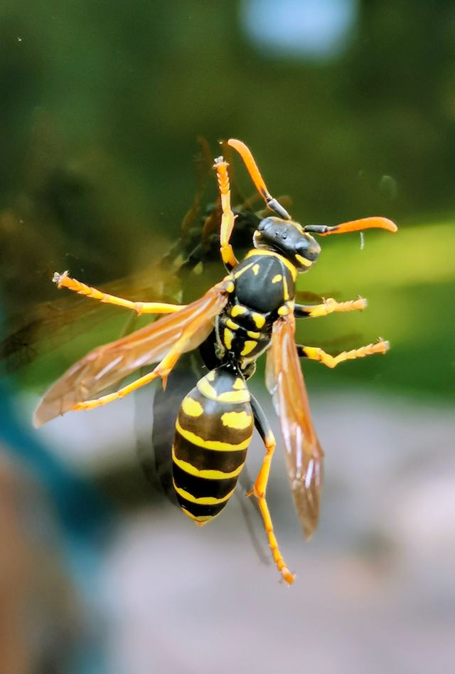 yellow jacket on window