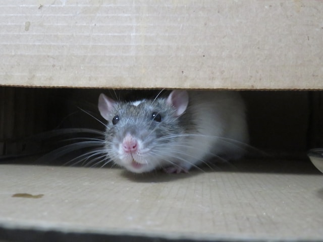 Rodent inside a house