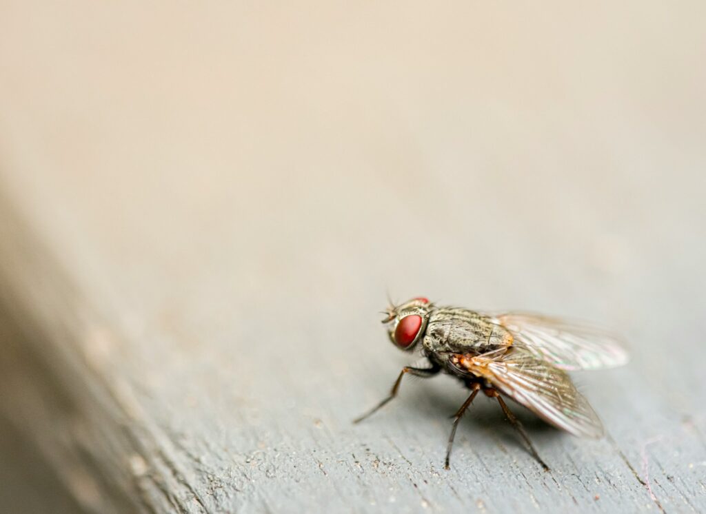cluster flies