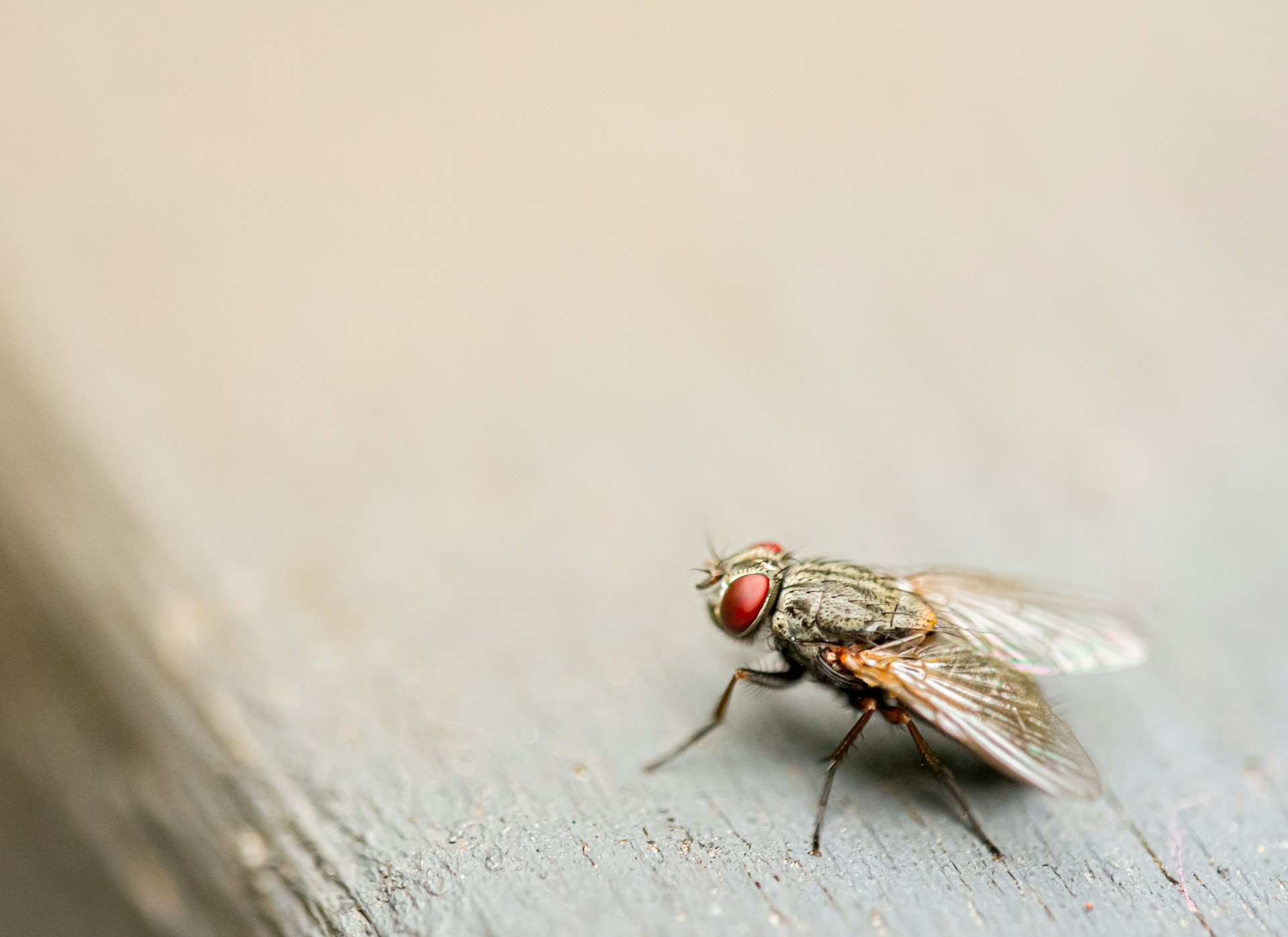 cluster flies