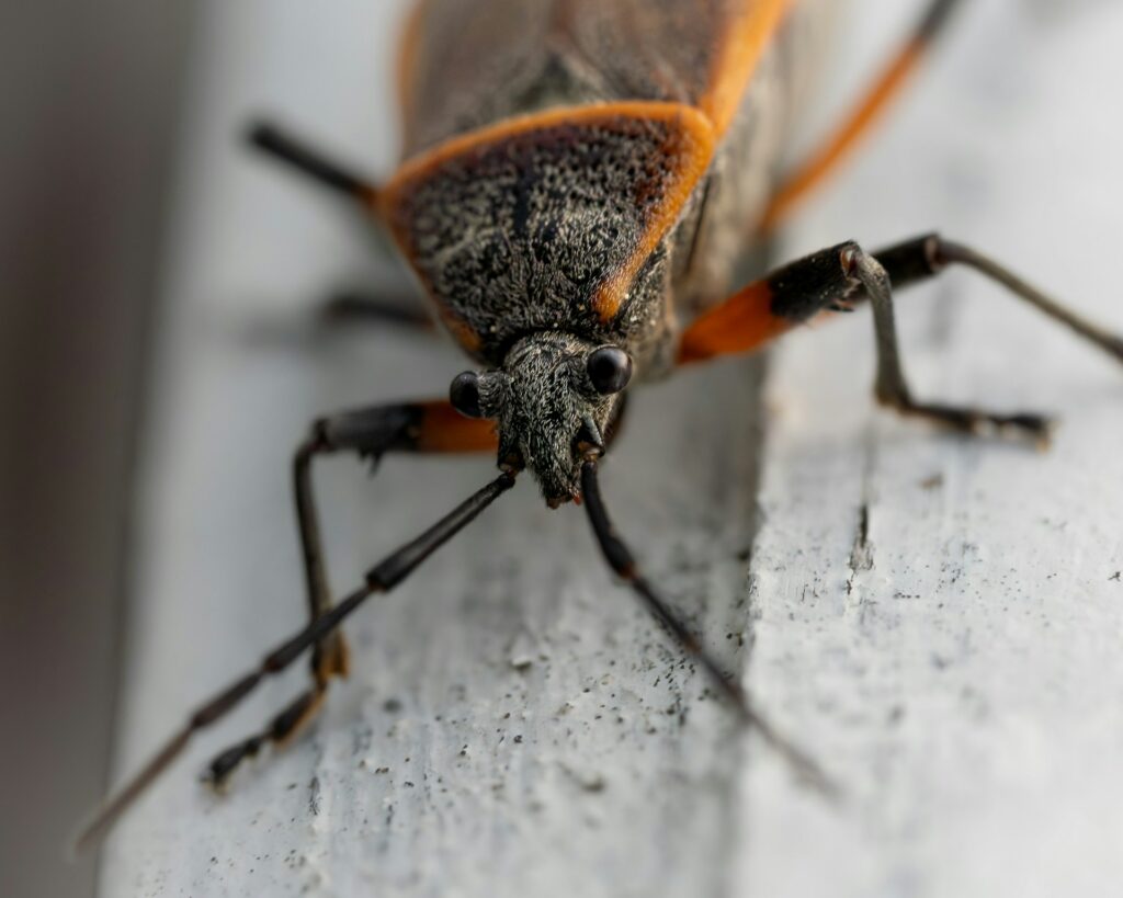 western conifer seed bug on white wood