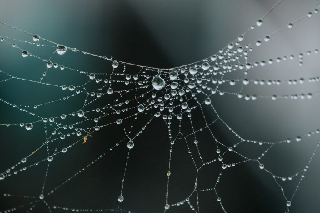 spider web with winter dew